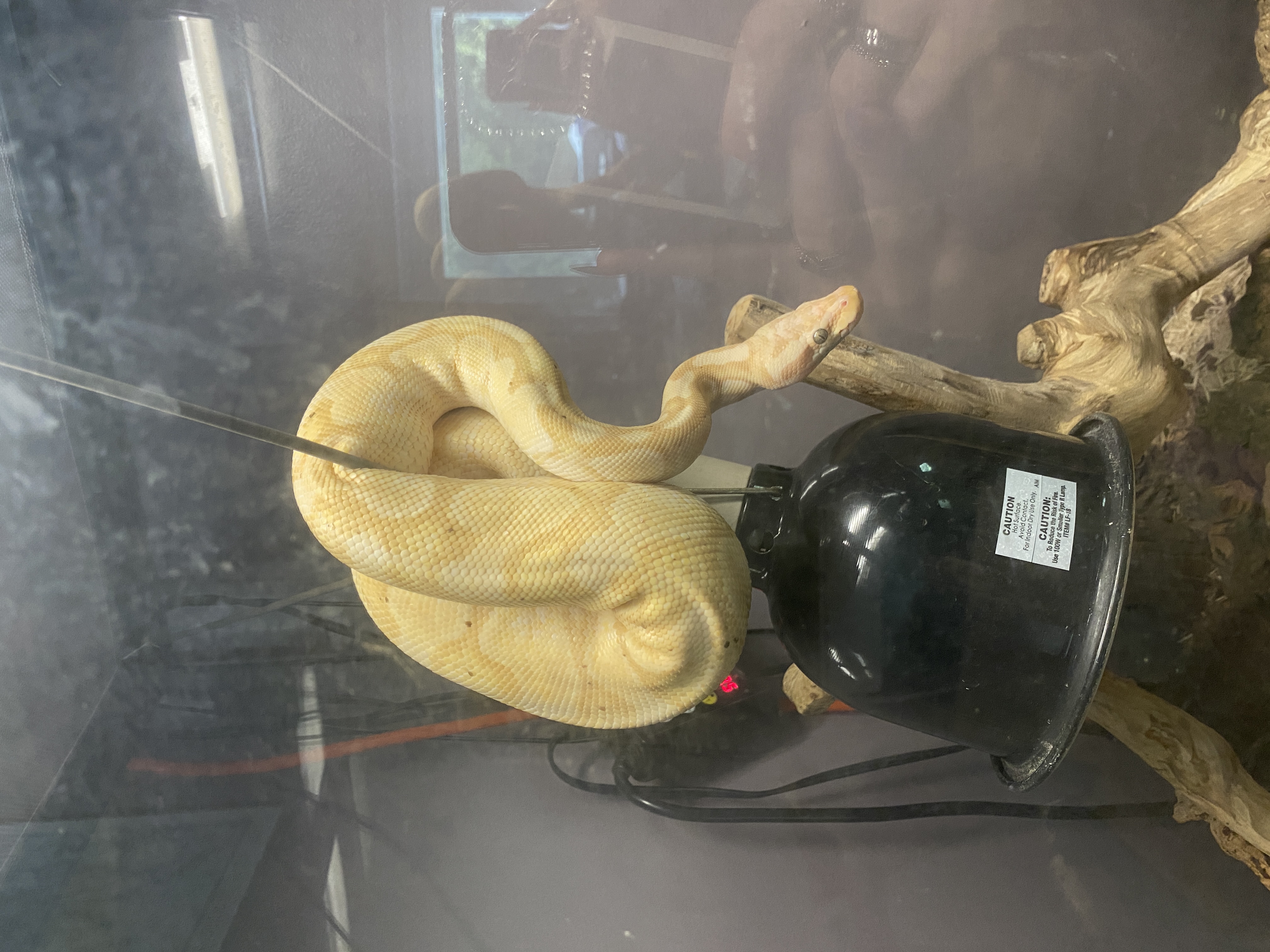 Banana the ball python draped over a heat lamp