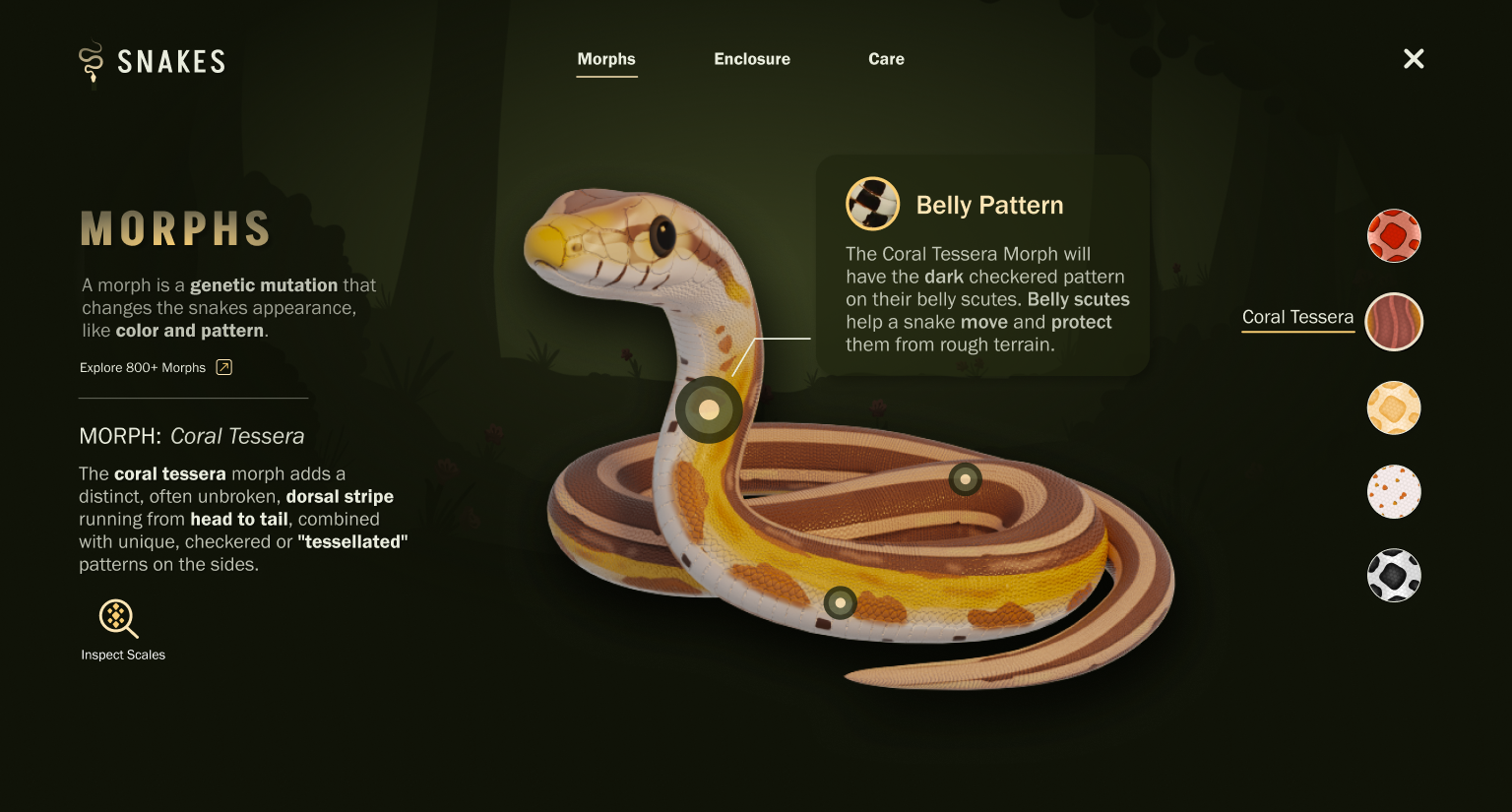 Snakes website: Morphs page with a 3D Coral Tessera corn snake and belly pattern callout