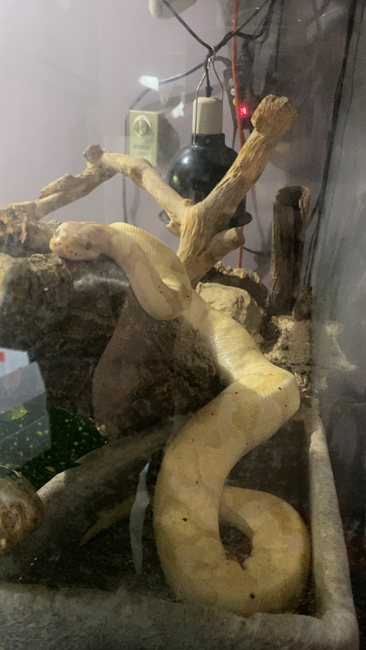 Banana the ball python in its enclosure