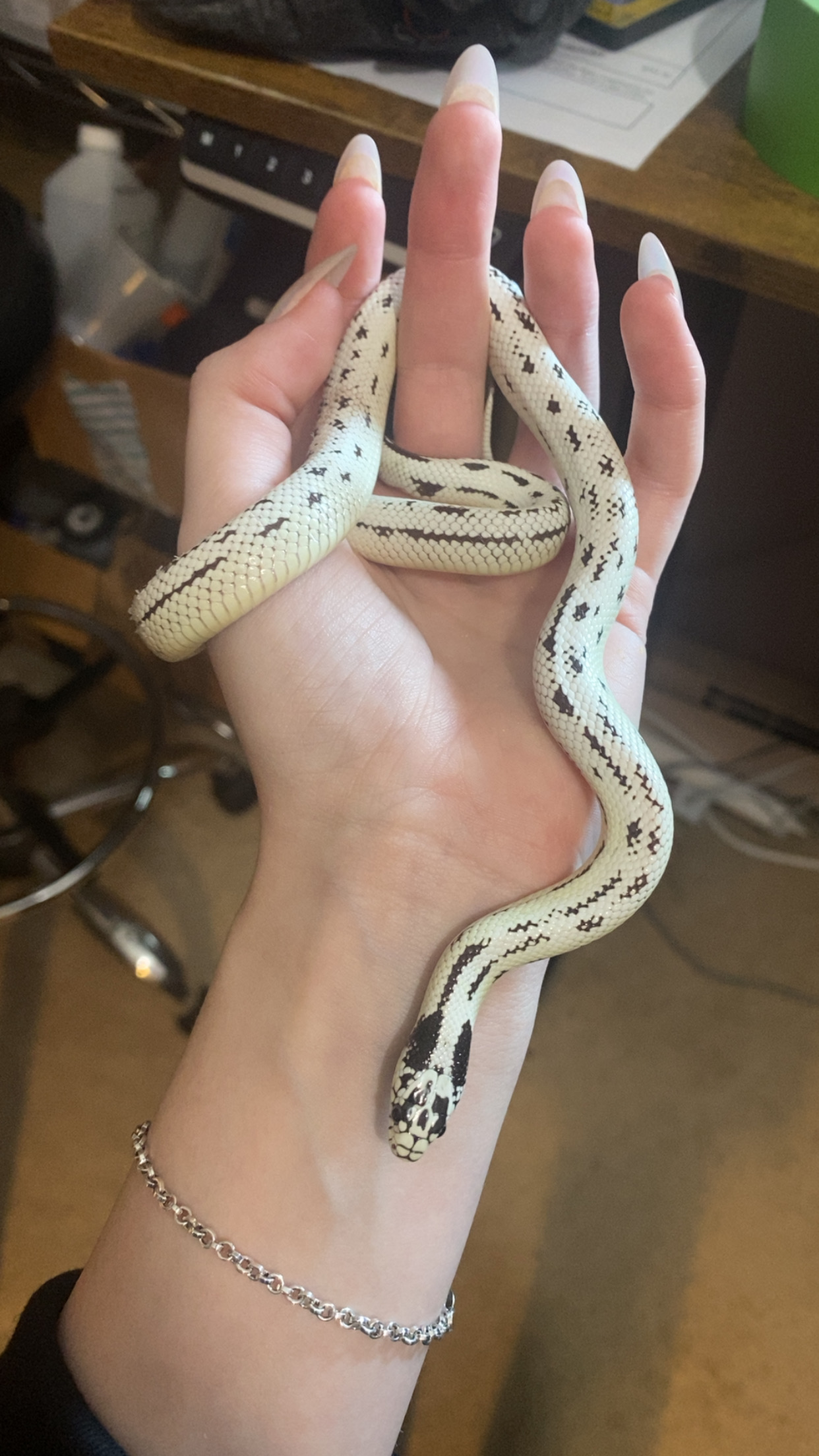 Morris the California king snake in Abby's hand