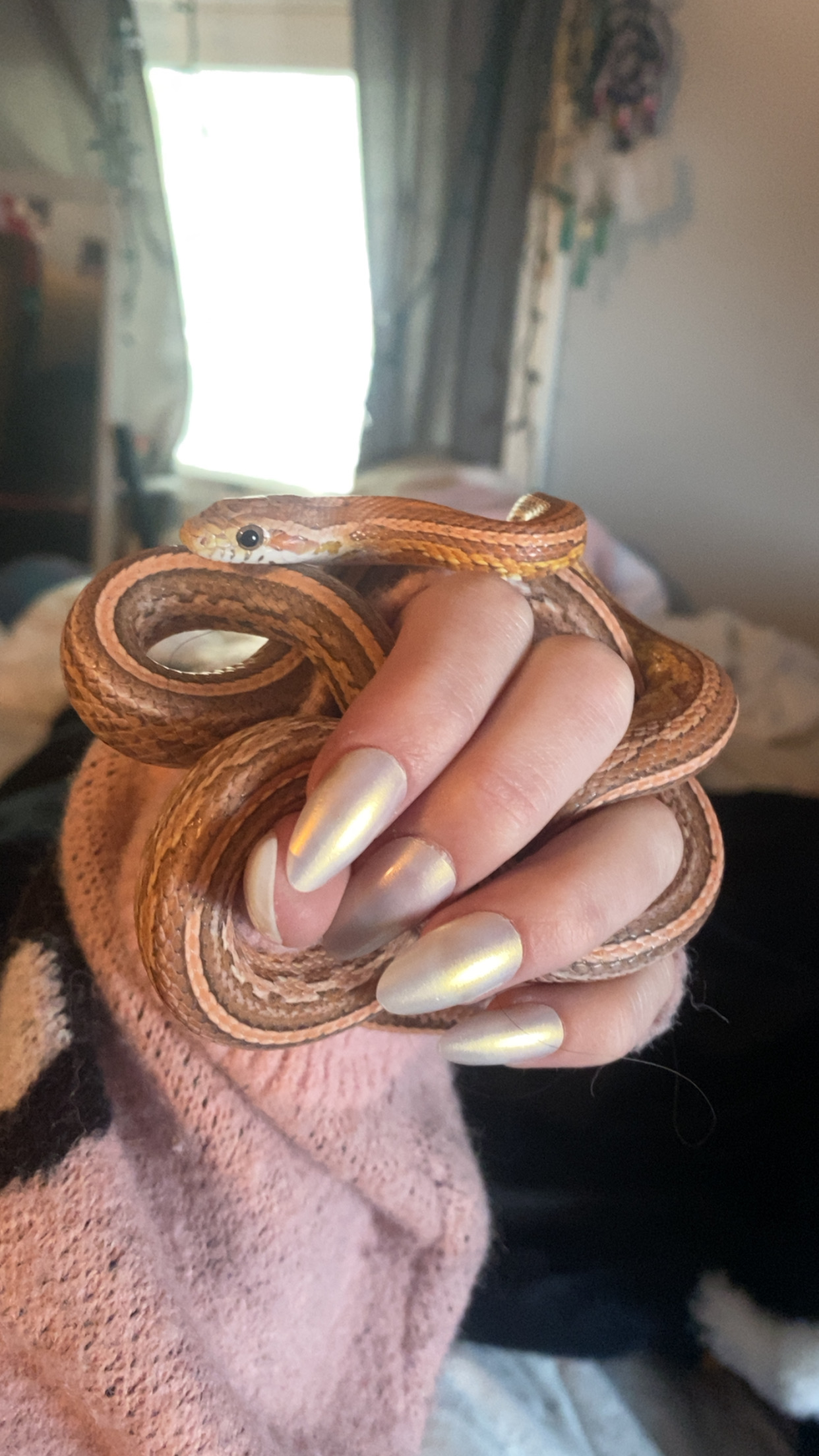Spider the cornsnake coiled in Abby's hand