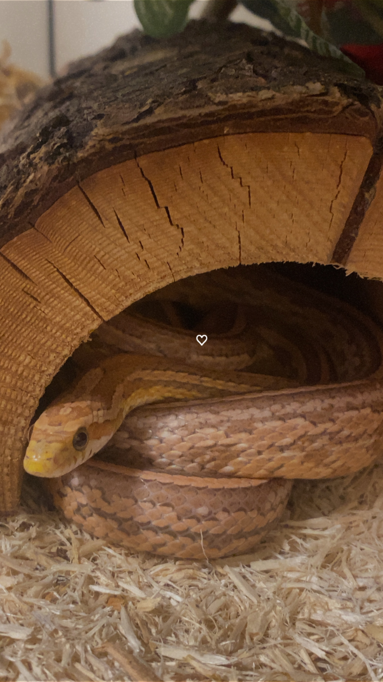 Spider the cornsnake peeking out from a wooden hide